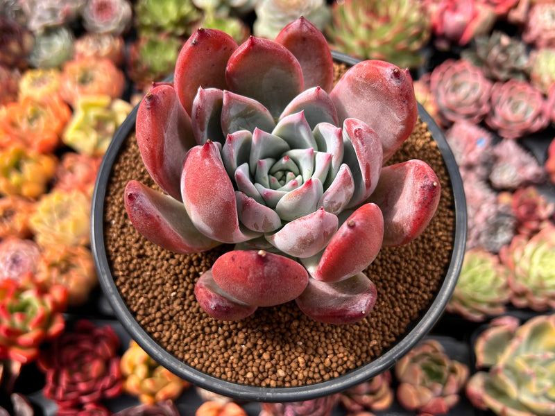 red coral succulent Echeveria 'Coral Red' 3"-4" Powdery Succulent Plant