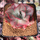 Echeveria 'Minigosaong' Variegated 3"-4" Succulent Plant