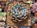 Echeveria 'Laui x Lindsayana' 3" Powdery Succulent Plant