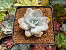 Echeveria 'Laui' 2"-3" Powdery Succulent Plant