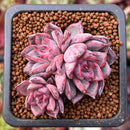 Echeveria 'Black Swan' 1" Cluster New Hybrid Succulent Plant