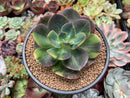 Echeveria 'Blue Metal' Variegated 4"-5" Large Succulent Plant