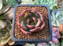 Echeveria 'Shallot' 1" Succulent Plant