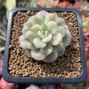 Echeveria 'Tango' Variegated 1" Succulent Plant