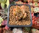Echeveria Agavoides 'Vampire' 1" Succulent Plant