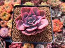 Echeveria 'Pink Harin' Variegated 2" Succulent Plant