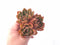 Echeveria Agavoides Maria Hybrid Cluster 4” Rare Succulent Plant