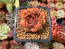 Echeveria Agavoides sp. 1" Succulent Plant