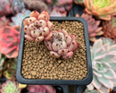 Echeveria 'Mexensis Zaragoza' 1" Small Seedling Cluster Succulent Plant