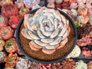 Echeveria 'Orange Monroe' 4" Succulent Plant