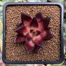 Echeveria Agavoides 'Luming' 1" Succulent Plant