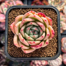 Echeveria 'Fila' 2" New Hybrid Succulent Plant