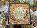 Echeveria 'Margaret' Variegated 1" Succulent Plant
