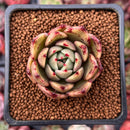 Echeveria Agavoides 'Padma' 2" Succulent Plant