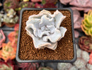 Echeveria 'Crispate Beauty' 1"-2" Powdery Succulent Plant