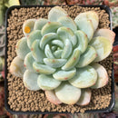Echeveria 'Chloe' 3"-4" Powdery Succulent Plant