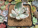 Echeveria 'Berkeley Light' Variegated 1"-2" Succulent Plant