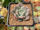 Echeveria 'Purple Champaign' 2" Succulent Plant