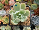 Echeveria 'Pastel' Variegated 2" Succulent Plant