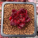 Echeveria Agavoides 'Fire Eagle' 1" Succulent Plant