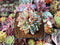 Echeveria 'Viyant' 3" Cluster Succulent Plant