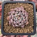 Echeveria 'Zaragoza' 1" Succulent Plant