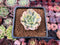 Echeveria Runyonii Variegated (Aka Echeveria 'Akaihosi' Variegated) 2" Succulent Plant