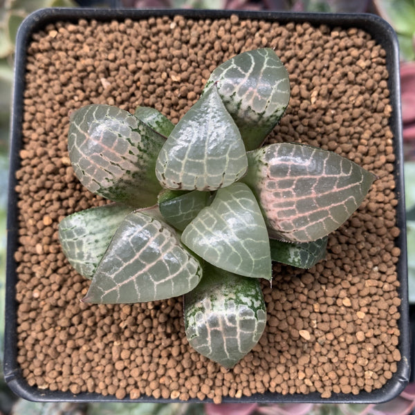 Haworthia Comptoniana 'Crystal' 2"-3" Succulent Plant