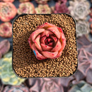Echeveria 'Jade Star' 1" Succulent Plant