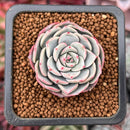 Echeveria 'Sweet Tree' 1" Powdery New Hybrid Succulent Plant