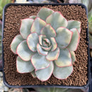 Echeveria 'Esther' Variegated 3" Succulent Plant