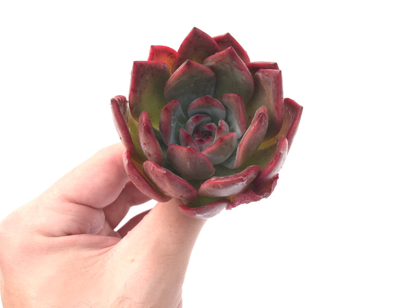 Echeveria Agavoides 'Glam Pink' 3"-4" Succulent Plant