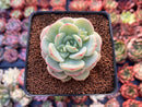 Echeveria 'Pudgy' 2" Succulent Plant