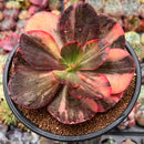 Echeveria 'Primadonna' Variegated 4" Succulent Plant