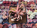 Echeveria 'White Champaign' 3" Cluster Succulent Plant