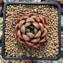 Echeveria Agavoides 'Cagliari' 1"-2" Succulent Plant