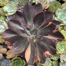 Echeveria 'Hanaikada' Variegated 5" Large Succulent Plant