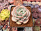 Echeveria 'Ice Cream' 2"-3" Succulent Plant