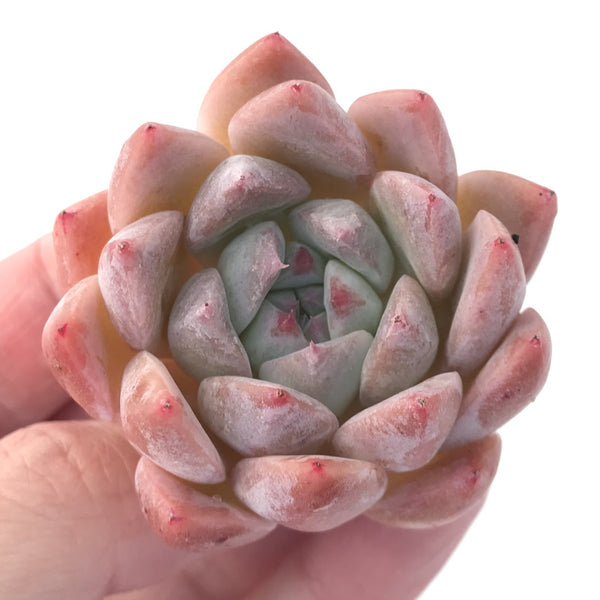 iceberg succulent Echeveria 'Iceberg' 1"-2" Succulent Plant – True Succulents Plant Co