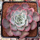 Echeveria 'Blue Cante' Variegated 3" Succulent Plant