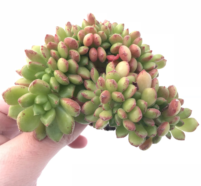 Echeveria ‘Chubbs’ Crested 4" Rare Succulent Plant