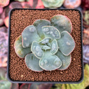 Echeveria 'Hearts Delight' 2" Succulent Plant