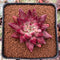 Echeveria Agavoides 'Fire Eagle' 2" New Hybrid Succulent Plant