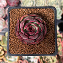 Echeveria 'Black Smoke' 1" New Hybrid Succulent Plant