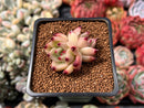Echeveria Agavoides 'Starrens' 1"-2" Succulent Plant