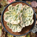 Echeveria 'Compton Carousel' 3" Succulent Plant