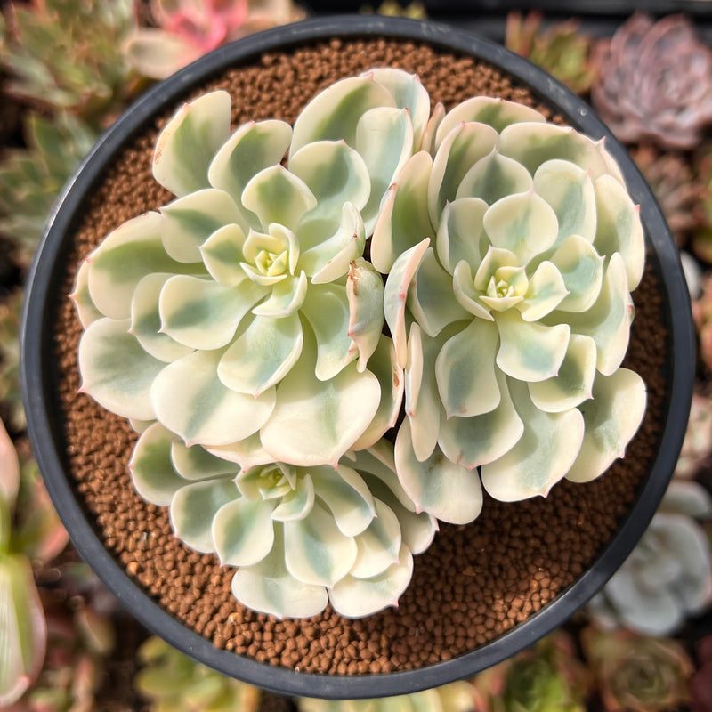 compton carousel succulent Echeveria 'Compton Carousel' 3" Succulent Plant – True Succulents Plant Co