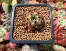 Echeveria Agavoides 'Black Cat' 1" Succulent Plant