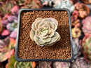 Echeveria 'Lovely Rose' 1" Succulent Plant