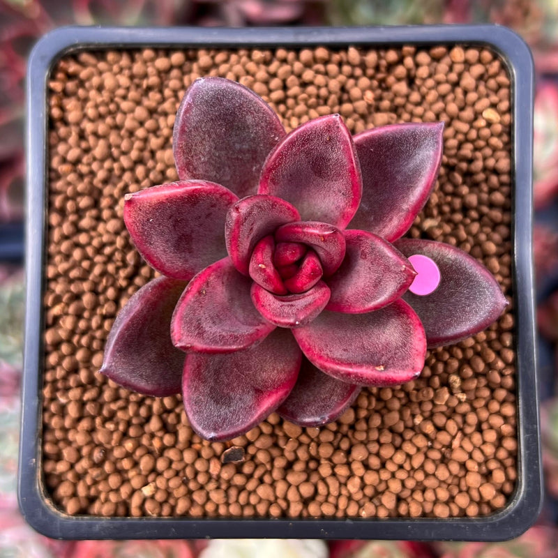 Echeveria Agavoides 'Pine Rose' 1